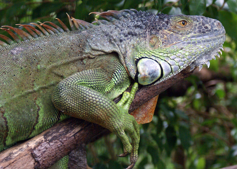 Illustration for article titled What's Eating Florida? These Six Voracious Species